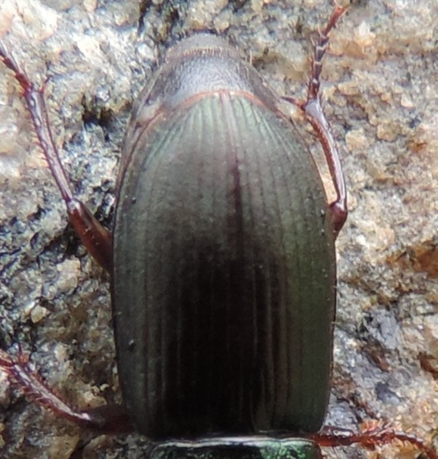 Carabidae: Harpalus affinis,  femmina