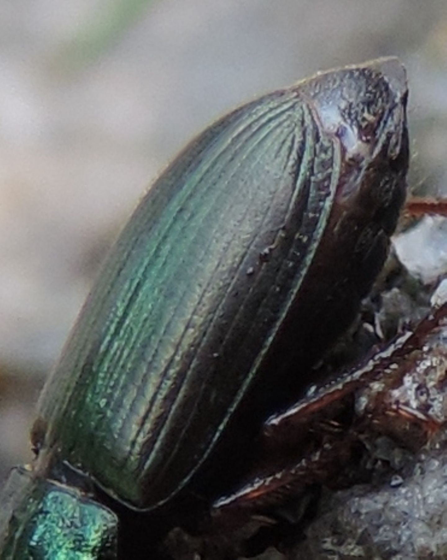 Carabidae: Harpalus affinis,  femmina