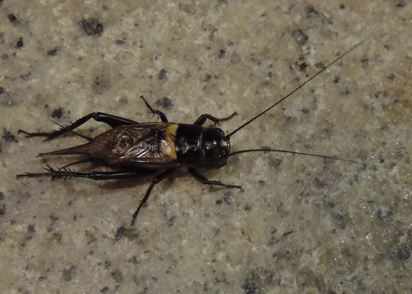 Gryllus bimaculatus (Gryllidae)