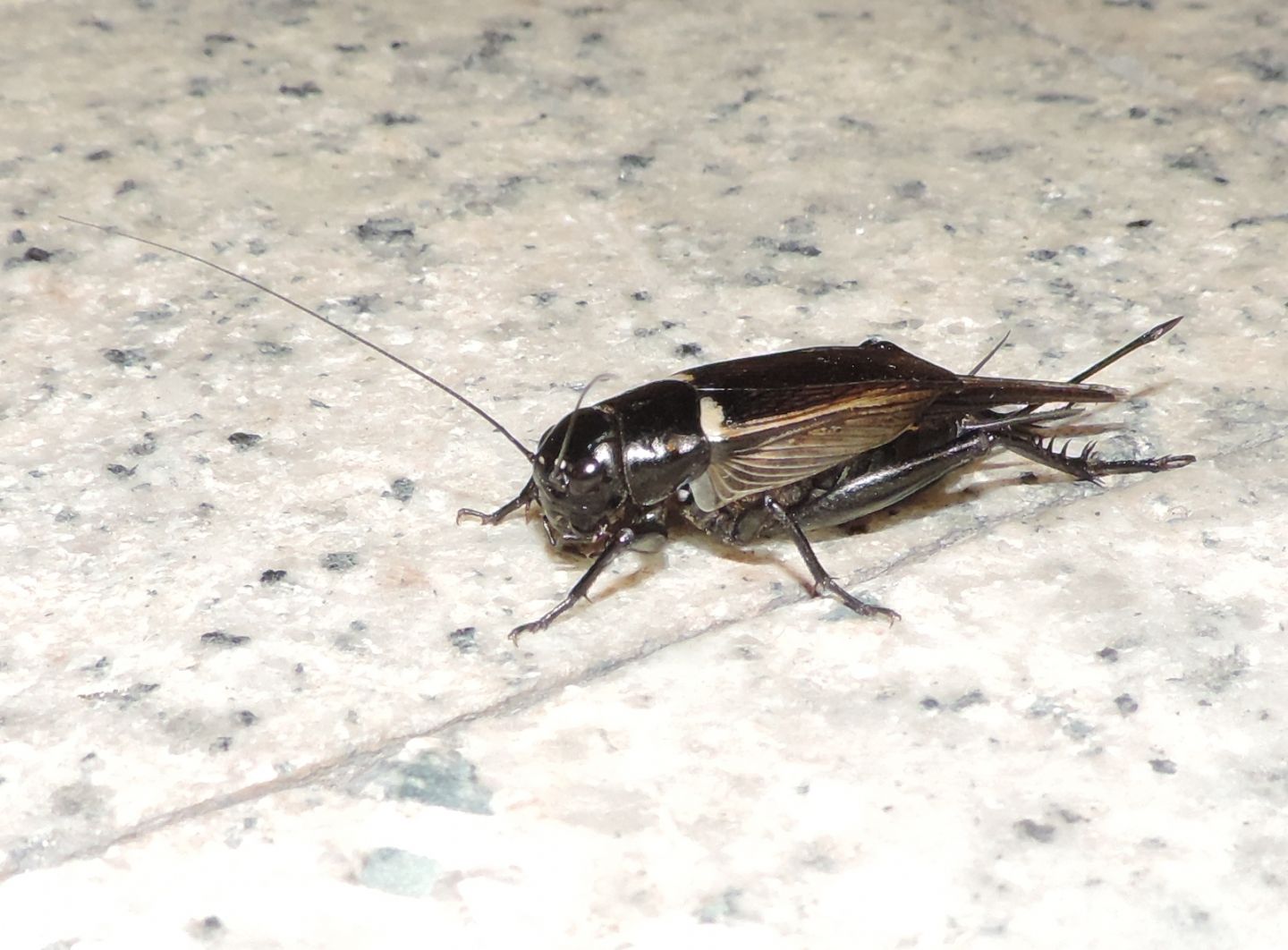 Gryllus bimaculatus (Gryllidae)