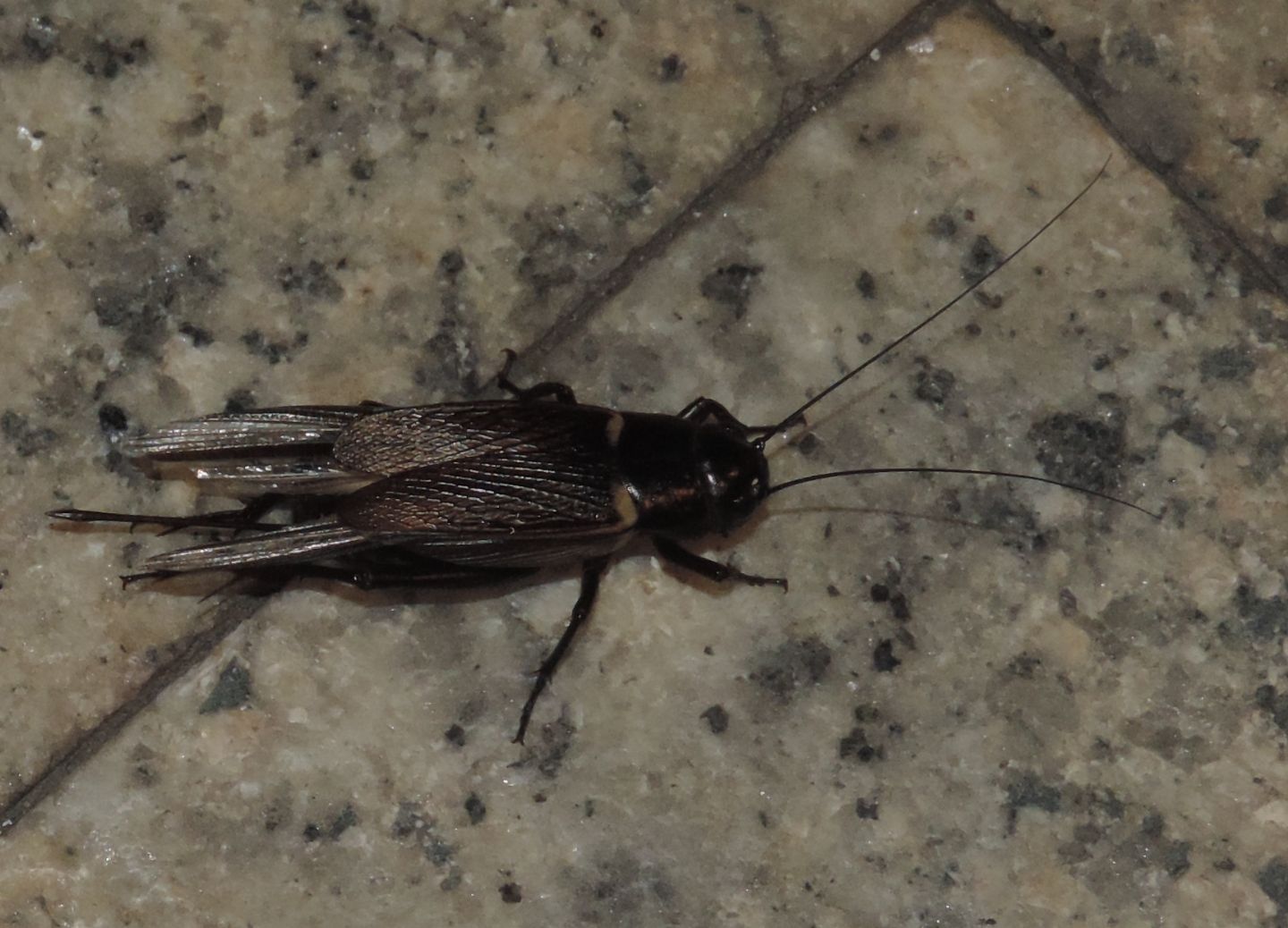 Gryllus bimaculatus (Gryllidae)