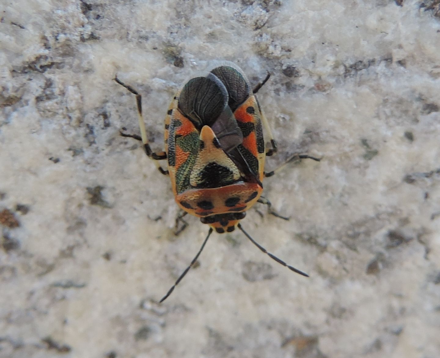 Pentatomidae spagnolo: Eurydema ornata