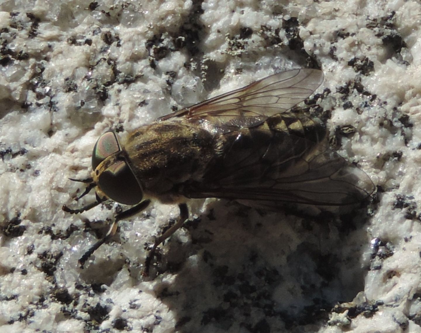 Tabanus sp, femmina gruppo bovinus (Tabanidae)