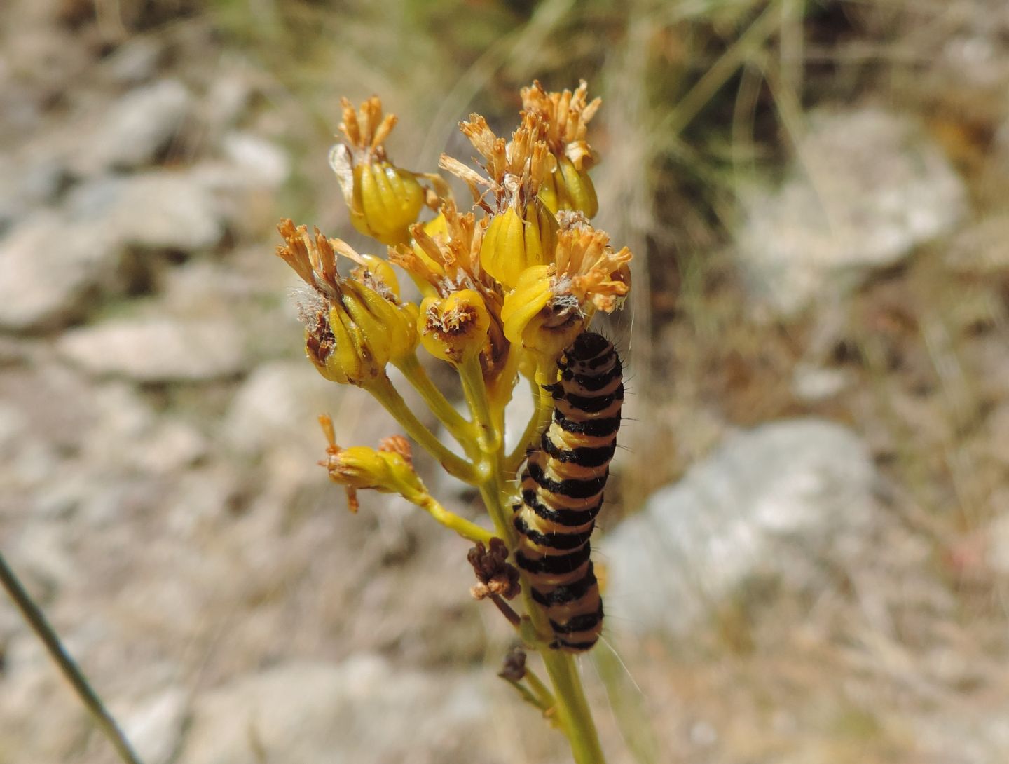 larve di Tyria jacobaeae (Erebidae Arctiinae)