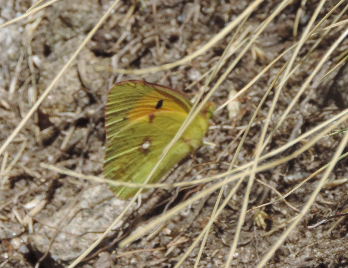 Quale Colias? - Colias cf. crocea
