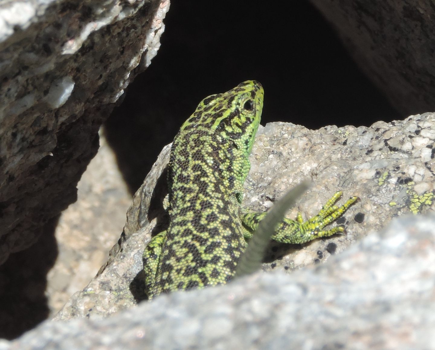 Altre lucertole spagnole: Iberolacerta cyreni