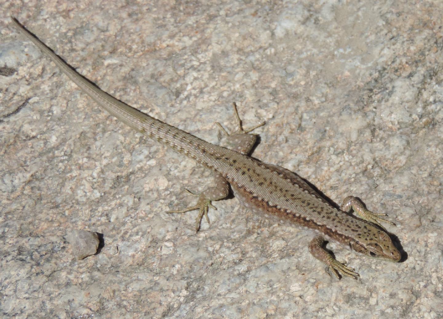 Altre lucertole spagnole: Iberolacerta cyreni