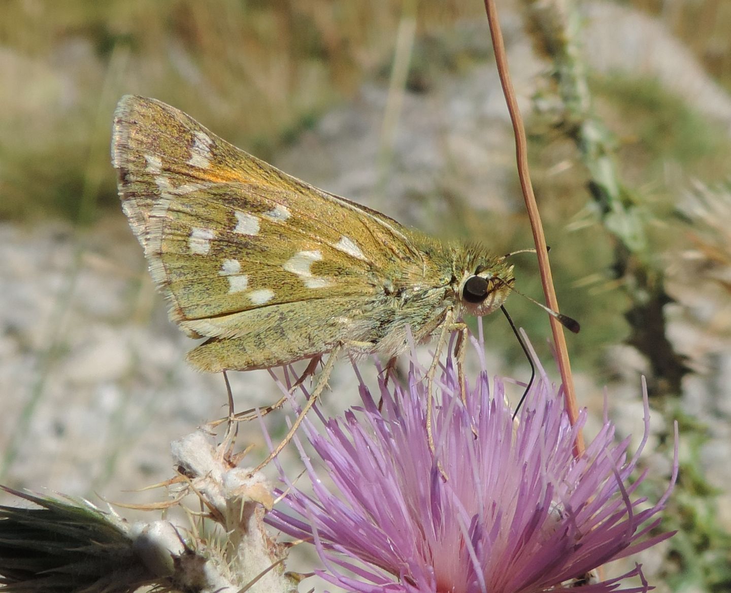 Hesperiidae spagnolo da identificare - Hesperia comma