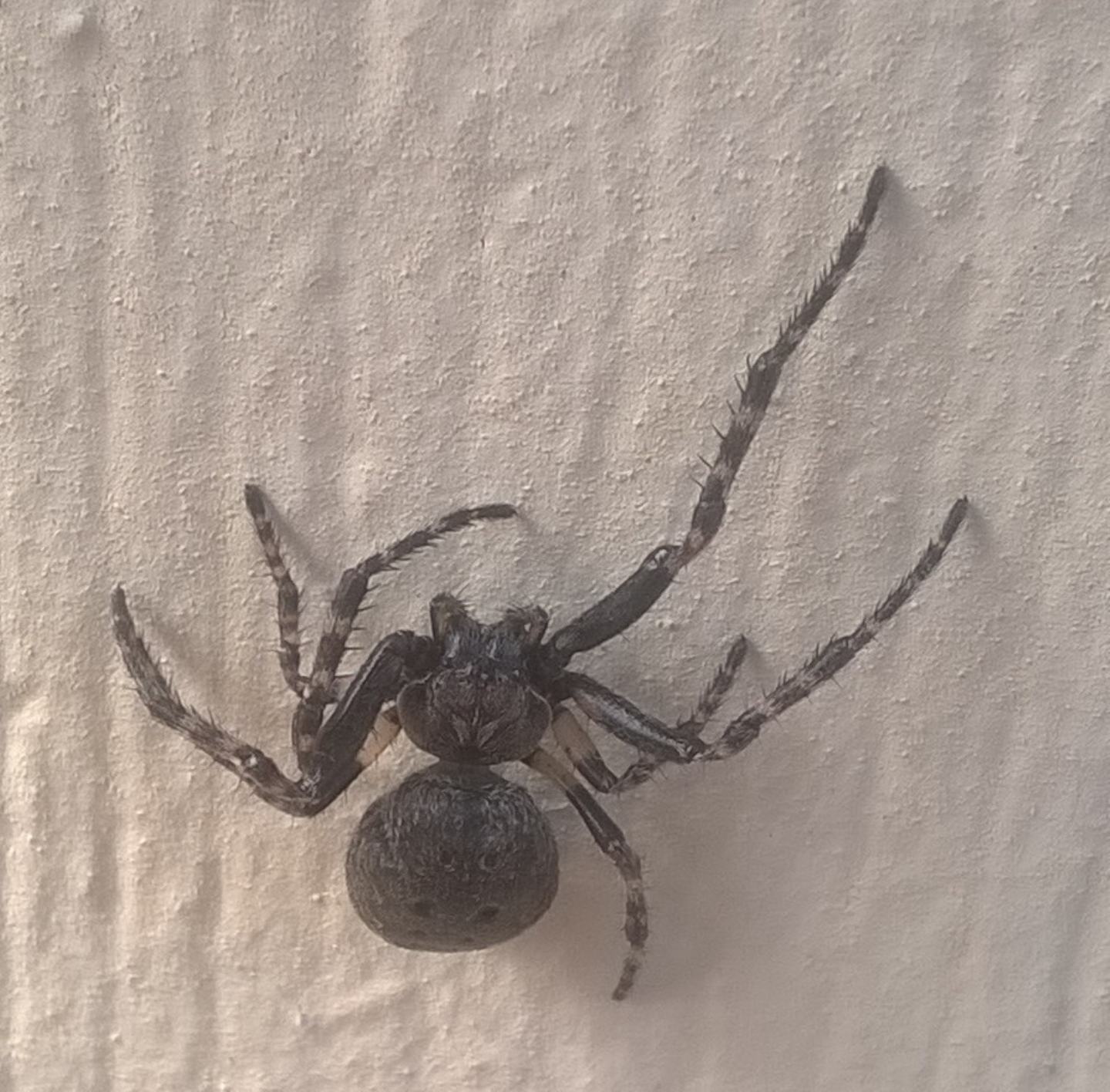 Nuctenea sp.  - Torino
