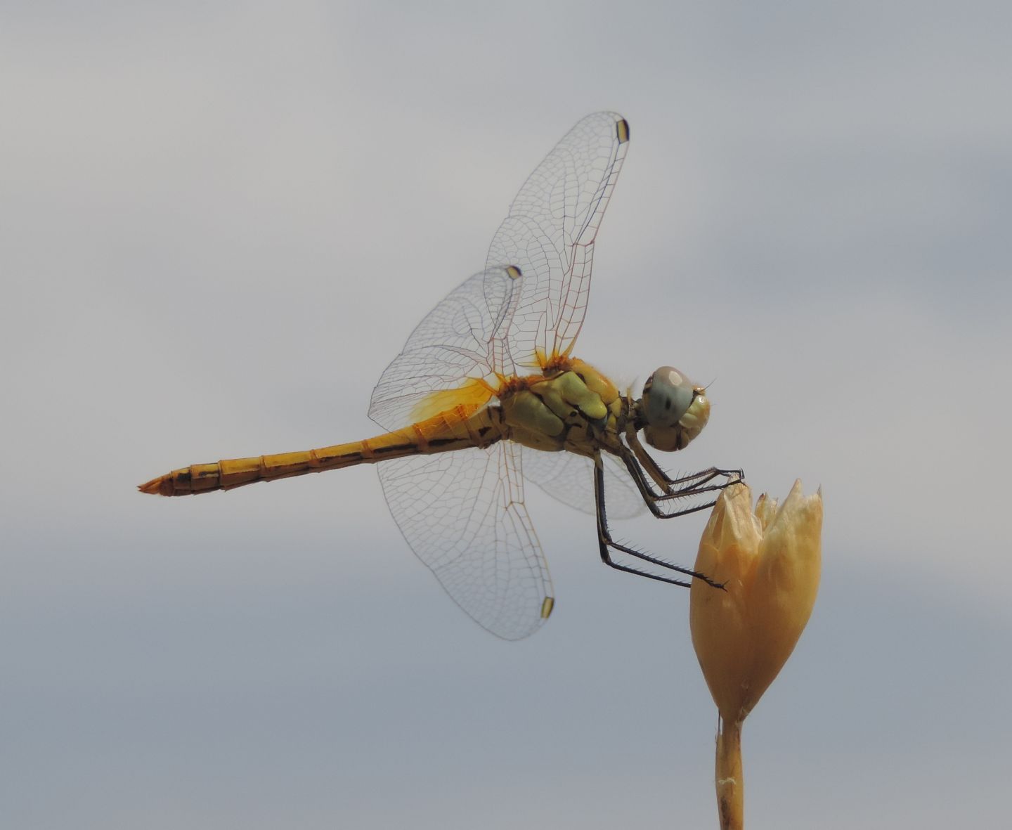 Sympetrum fonscolombii (m. immaturo) dalla Spagna