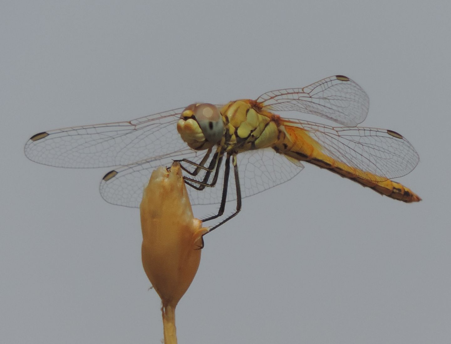 Sympetrum fonscolombii (m. immaturo) dalla Spagna