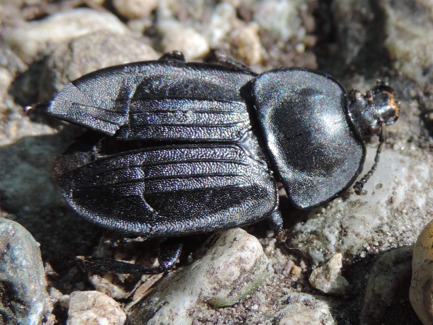 Silpha carinata, Silphidae