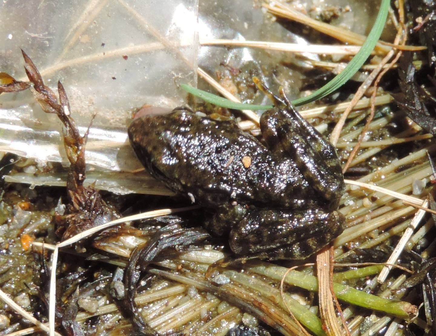 Giovane Pelophylax perezi