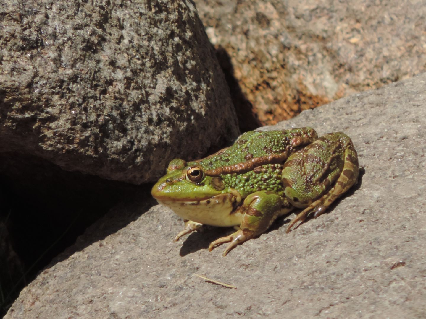 Giovane Pelophylax perezi