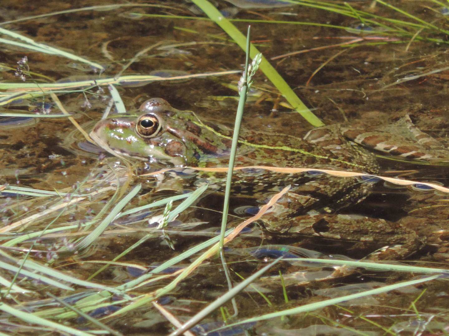Giovane Pelophylax perezi