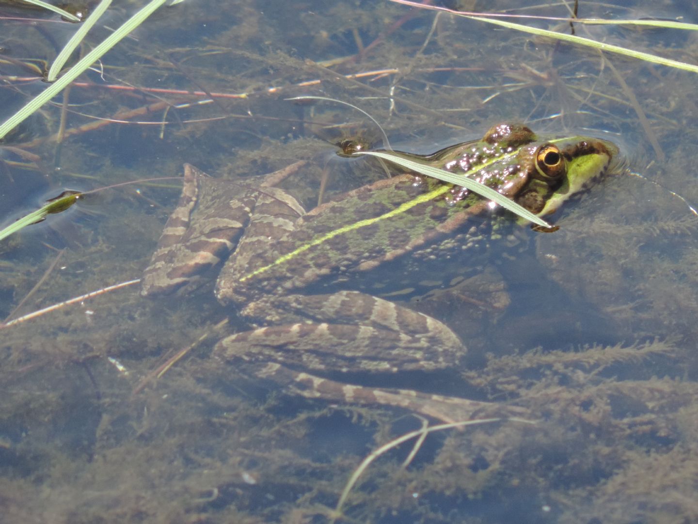 Giovane Pelophylax perezi