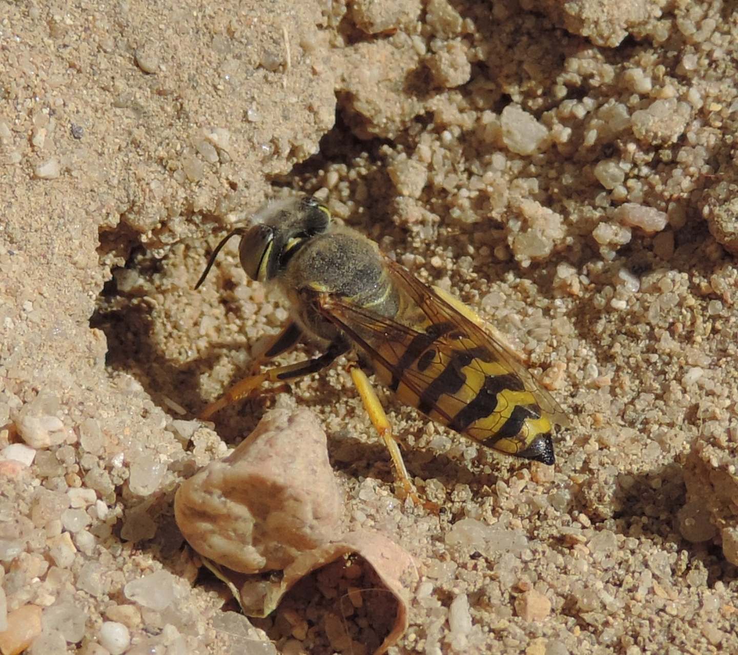 Bembix oculata, Crabronidae