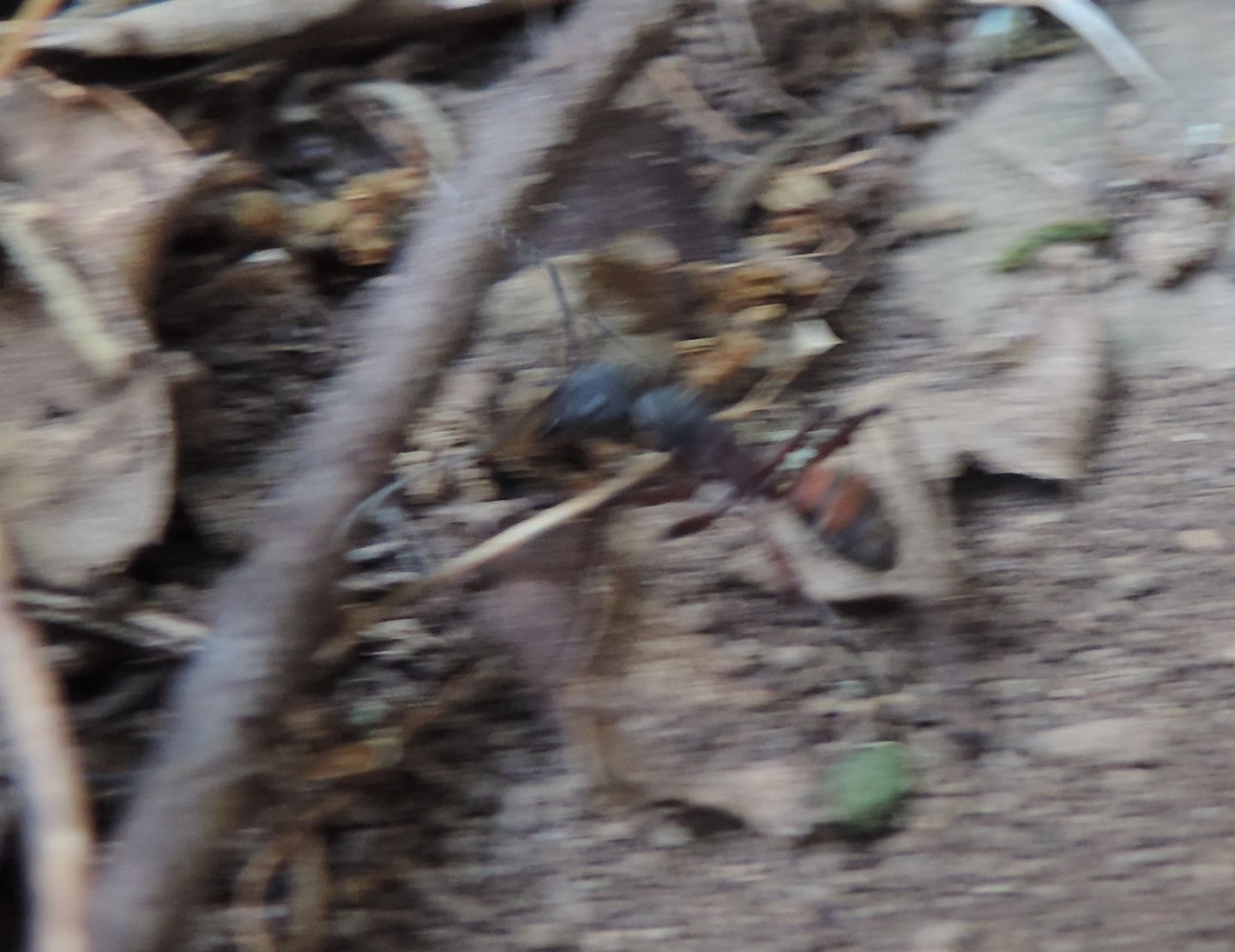 Camponotus (Myrmosericus) cruentatus dalla Spagna