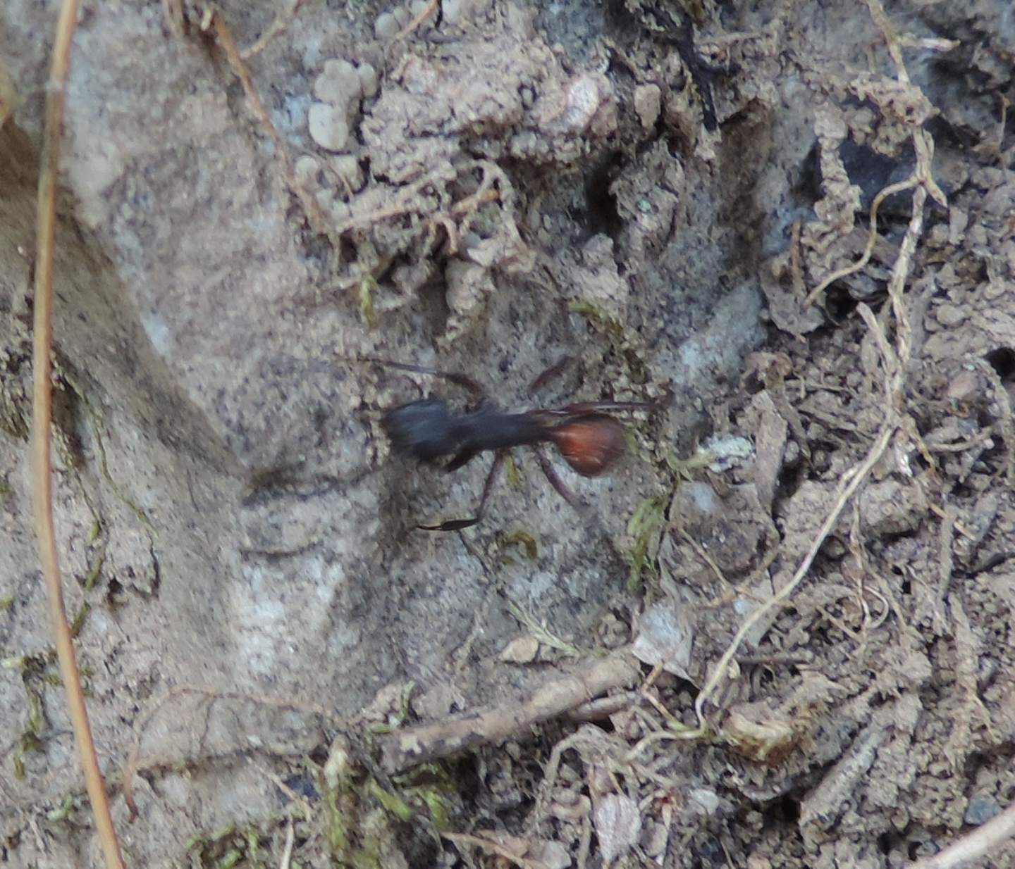 Camponotus (Myrmosericus) cruentatus dalla Spagna