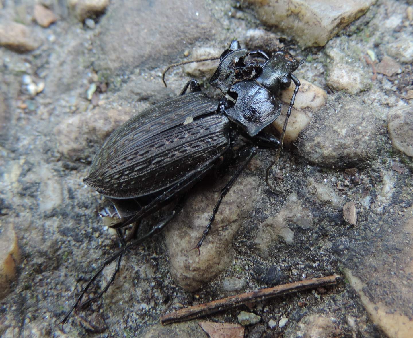 Carabus granulatus interstitialis, Carabidae