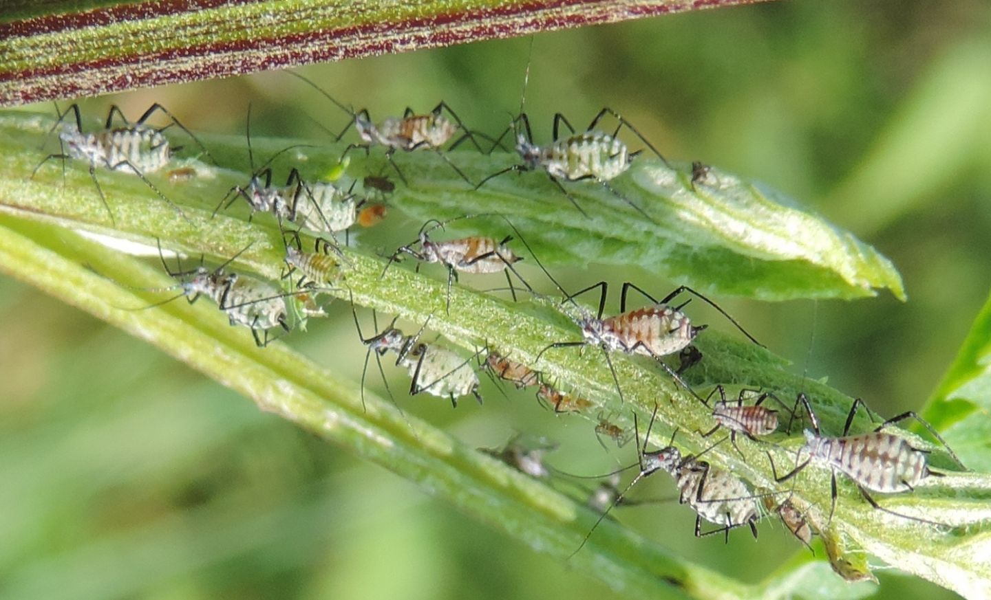 Macrosiphoniella sp. su pianta di Tanacetum, Piemonte