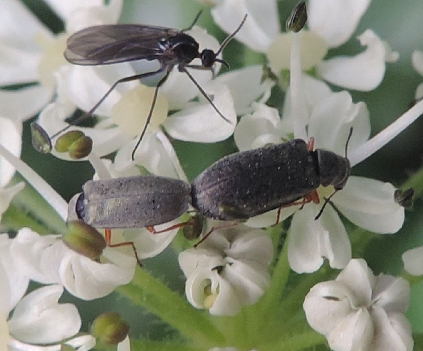 Danacea sp., Dasytidae