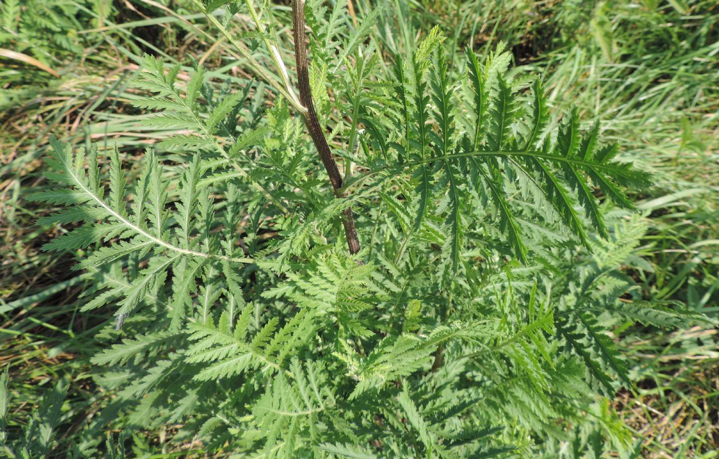 Macrosiphoniella sp. su pianta di Tanacetum, Piemonte