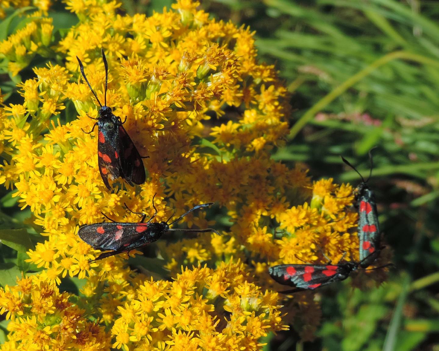 Zygaena filipendulae?
