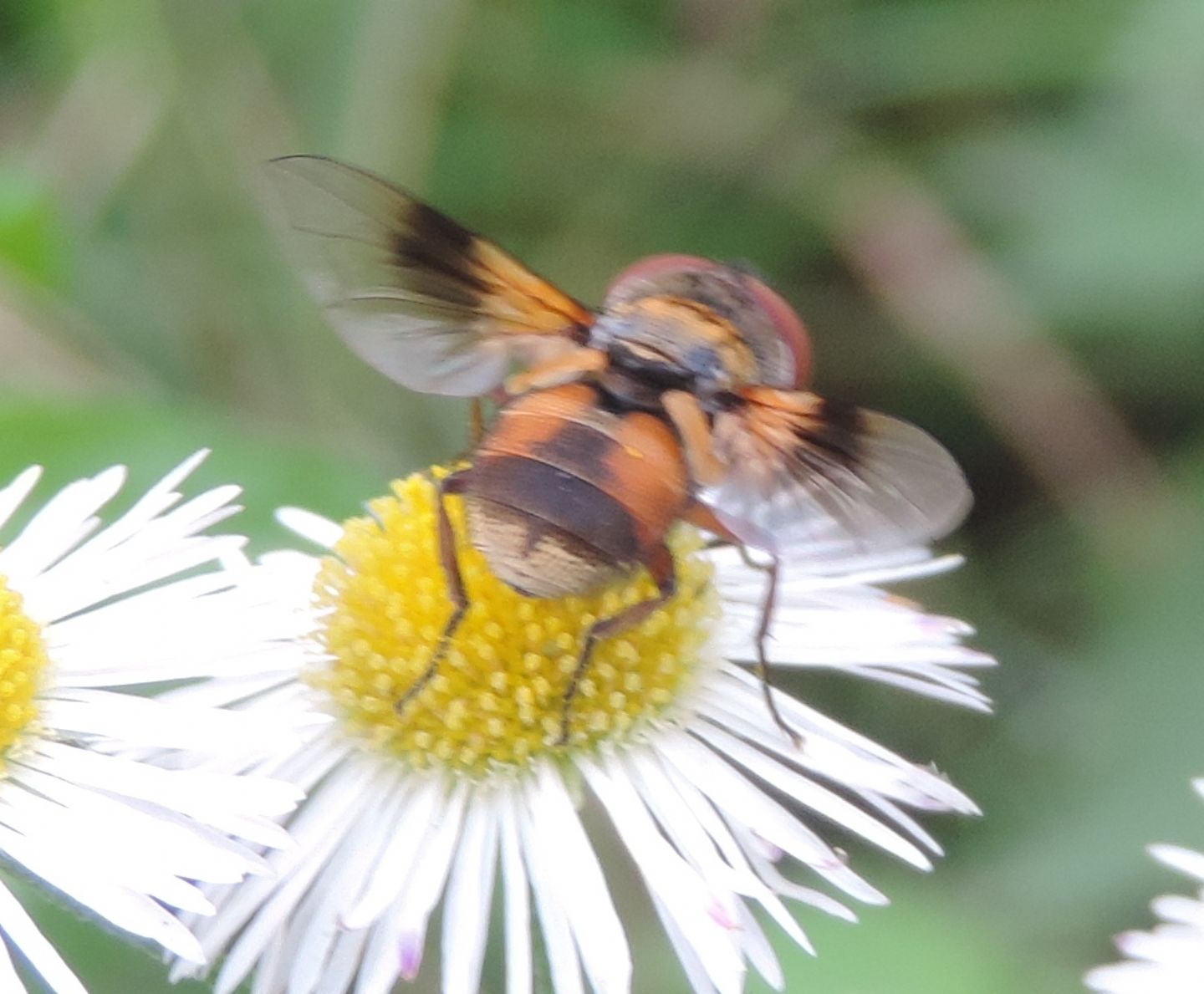 Ectophasia crassipennis?