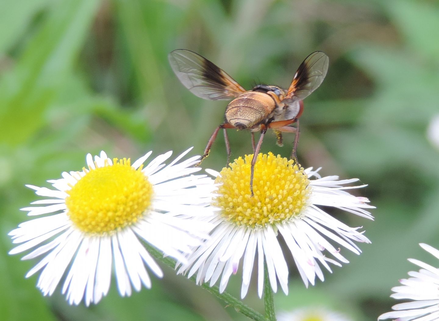 Ectophasia crassipennis?