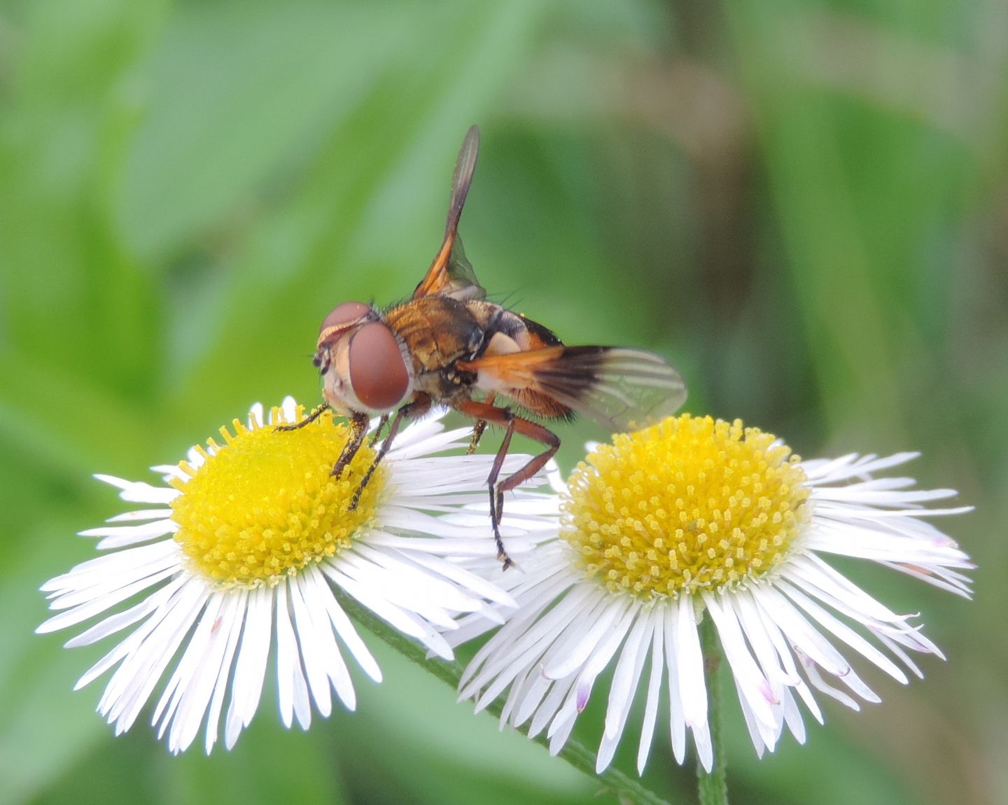 Ectophasia crassipennis?