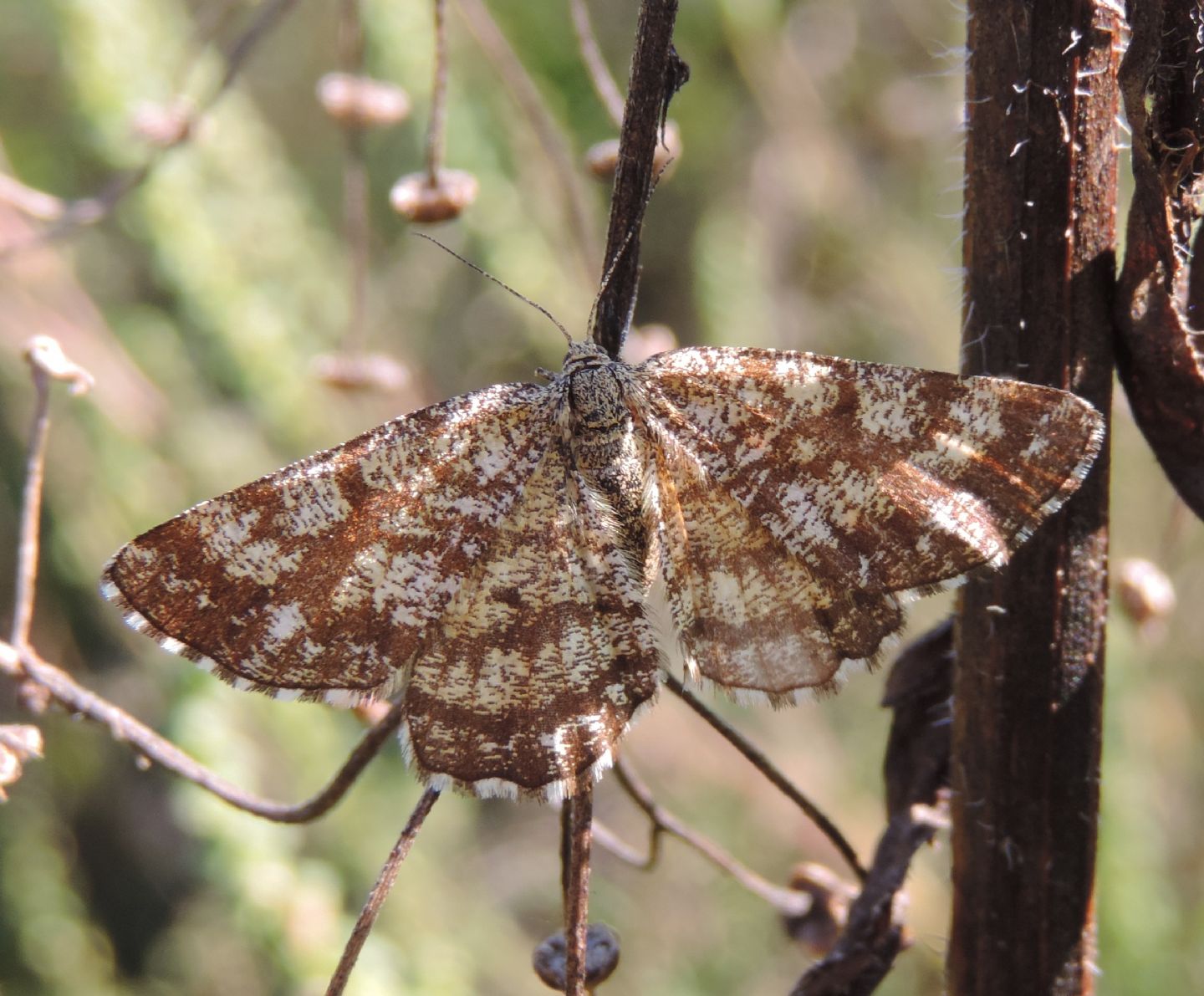 Ematurga atomaria? S