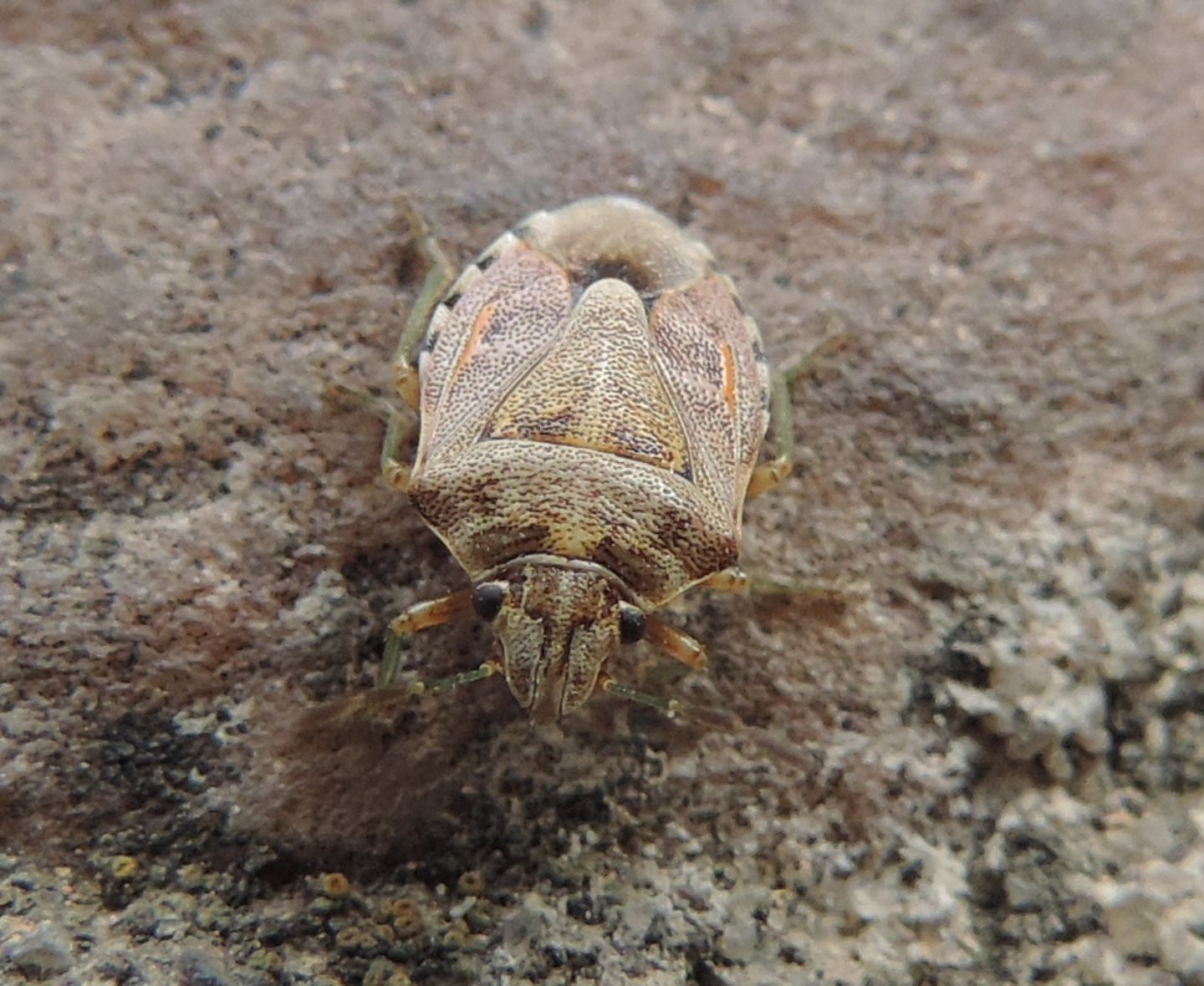 Pentatomidae spagnolo:   Holcogaster fibulata