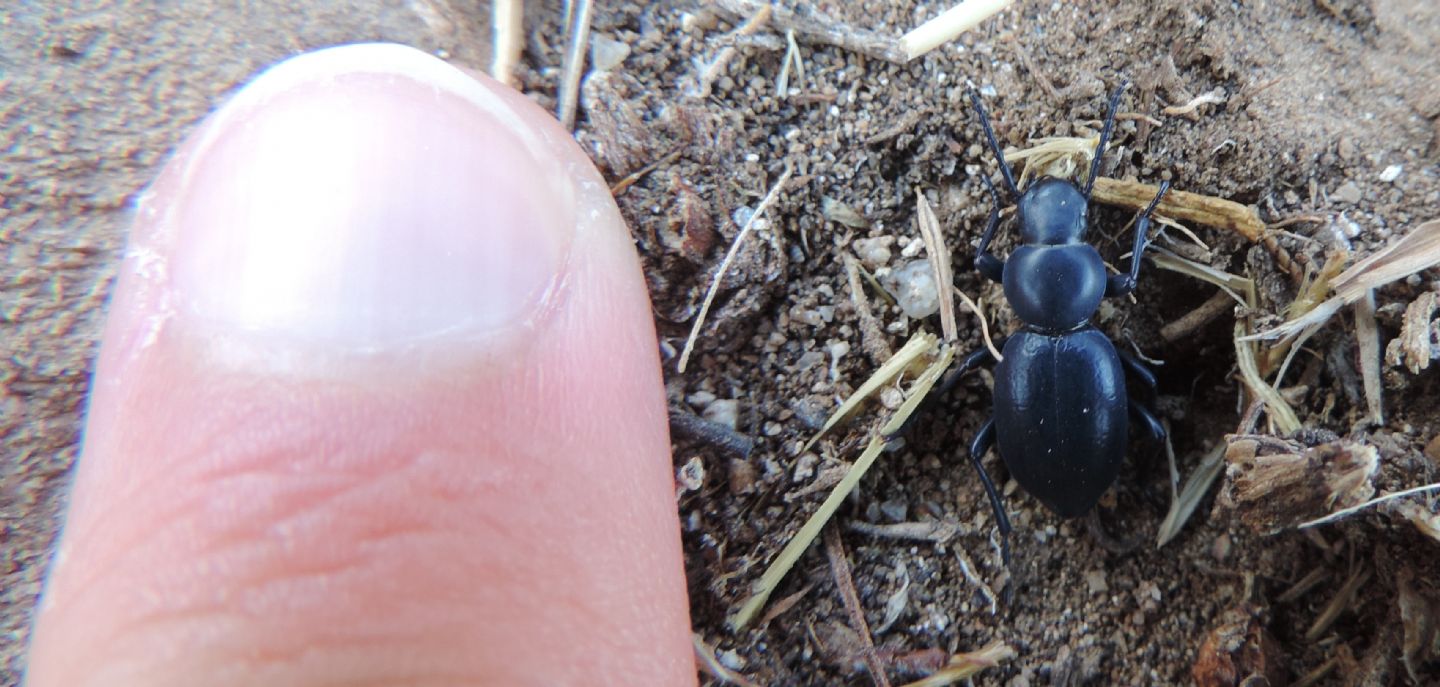 Tentyria platyceps, Tenebrionidae