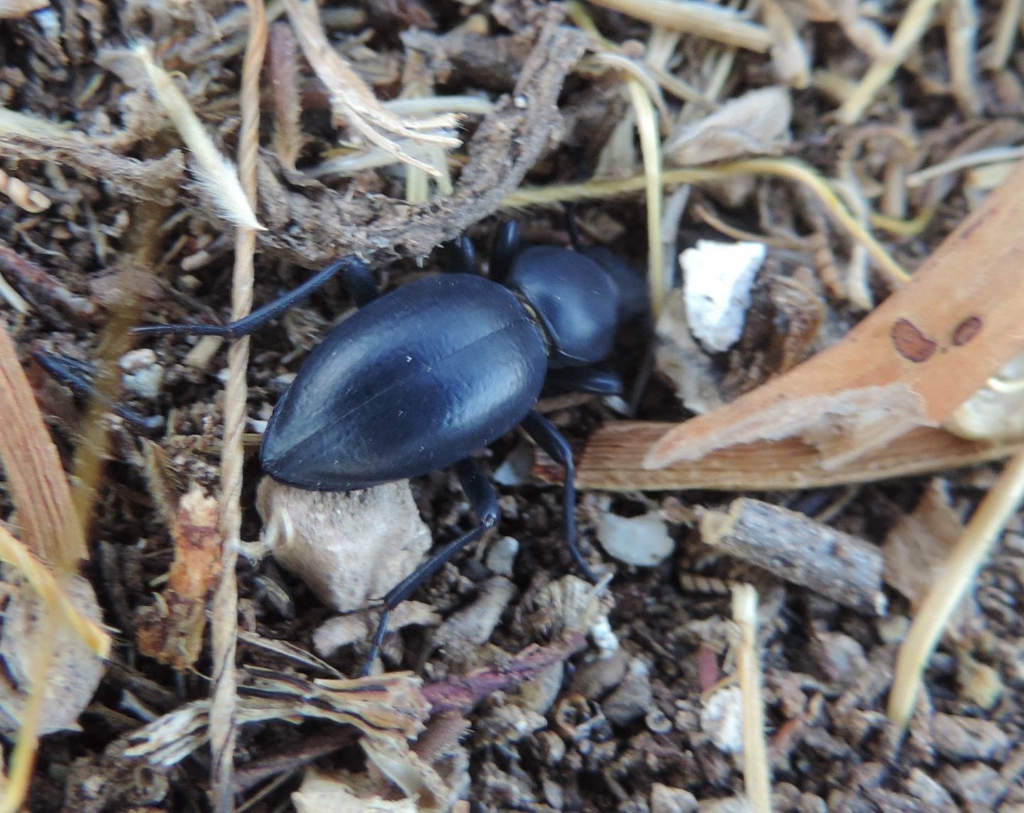 Tentyria platyceps, Tenebrionidae