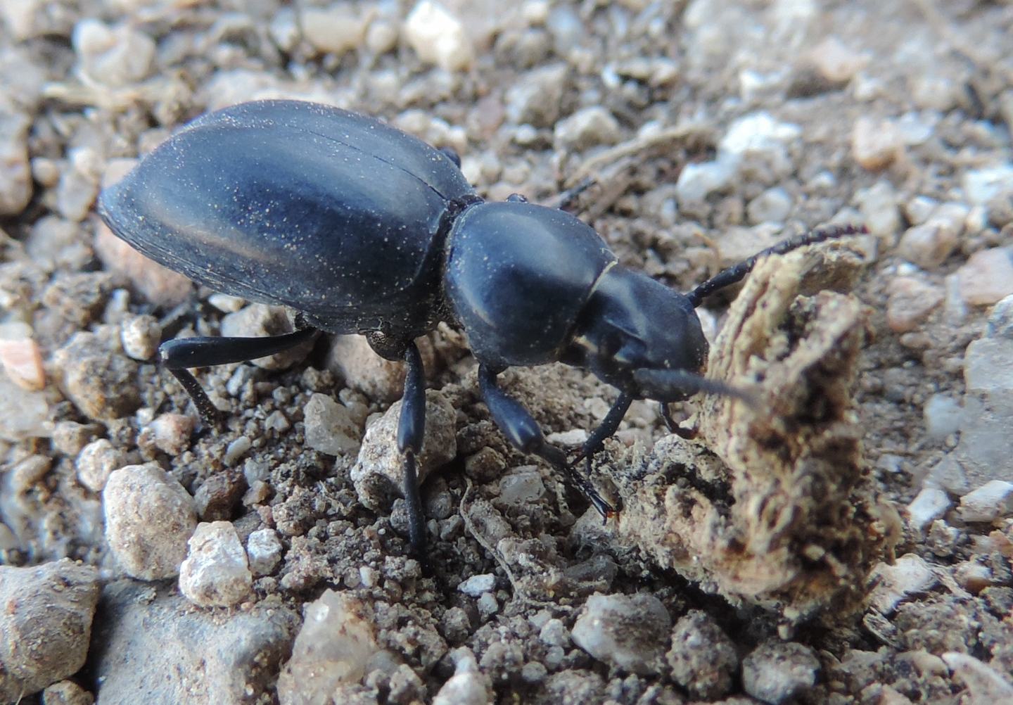 Tentyria platyceps, Tenebrionidae