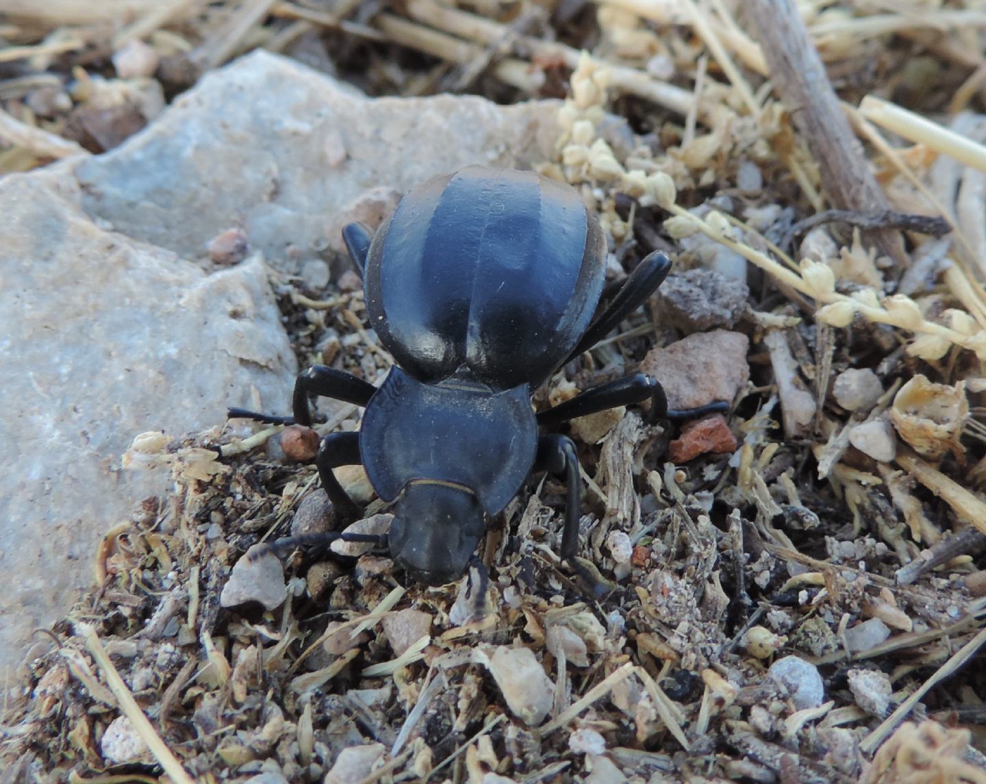 Akis lusitanica, Tenebrionidae