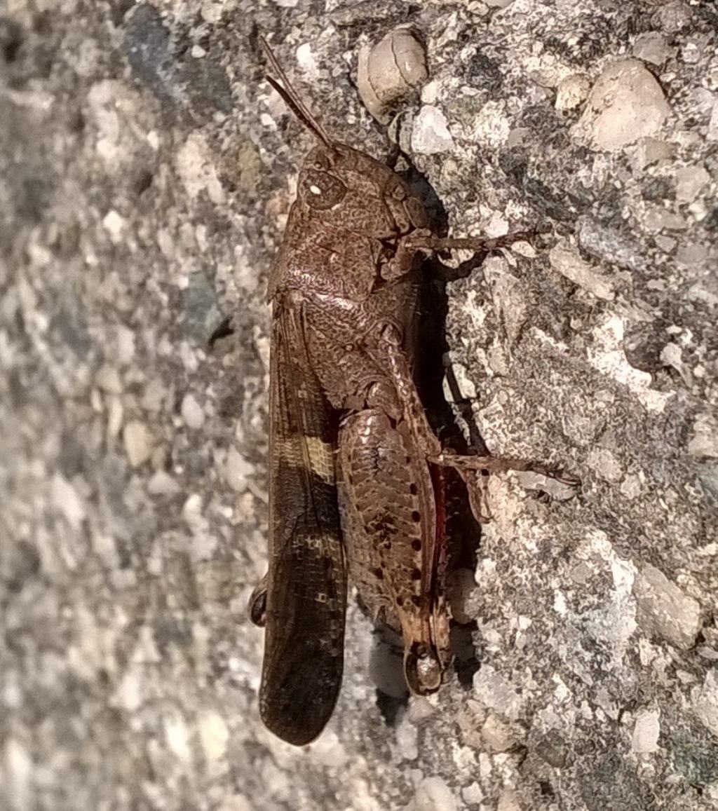 Cavalletta decembrina e urbana:  Aiolopus strepens