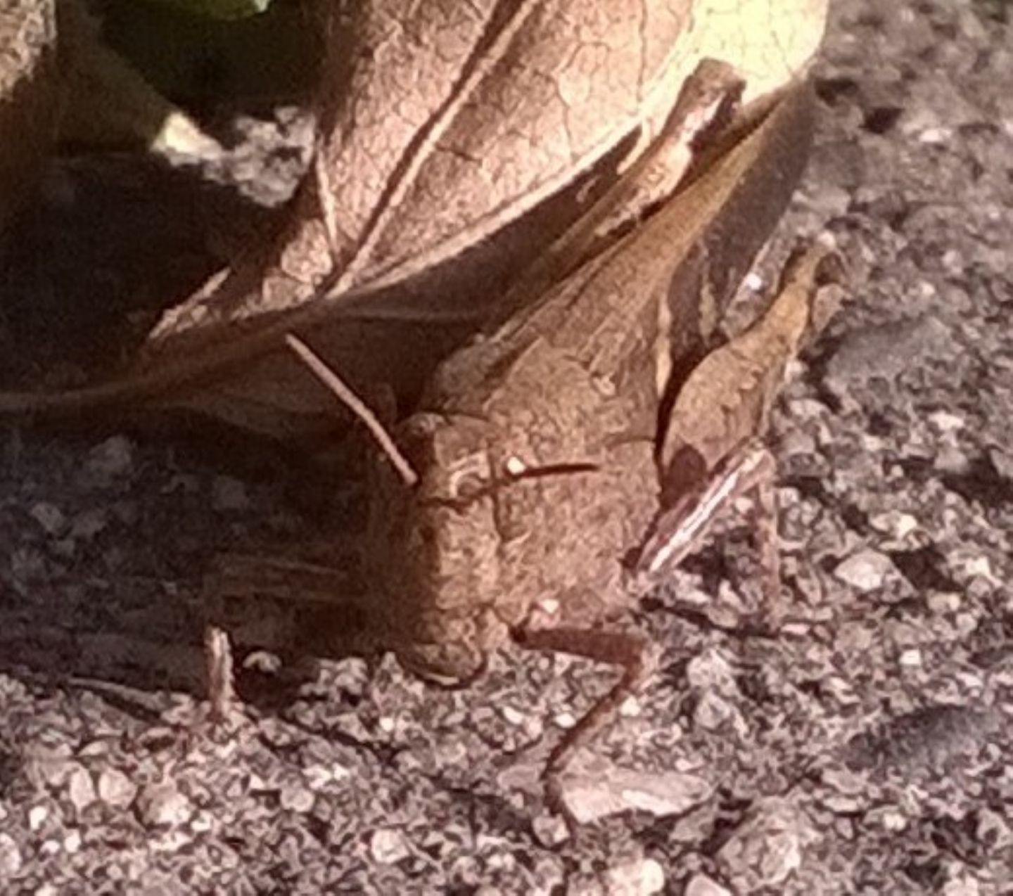 Cavalletta decembrina e urbana:  Aiolopus strepens