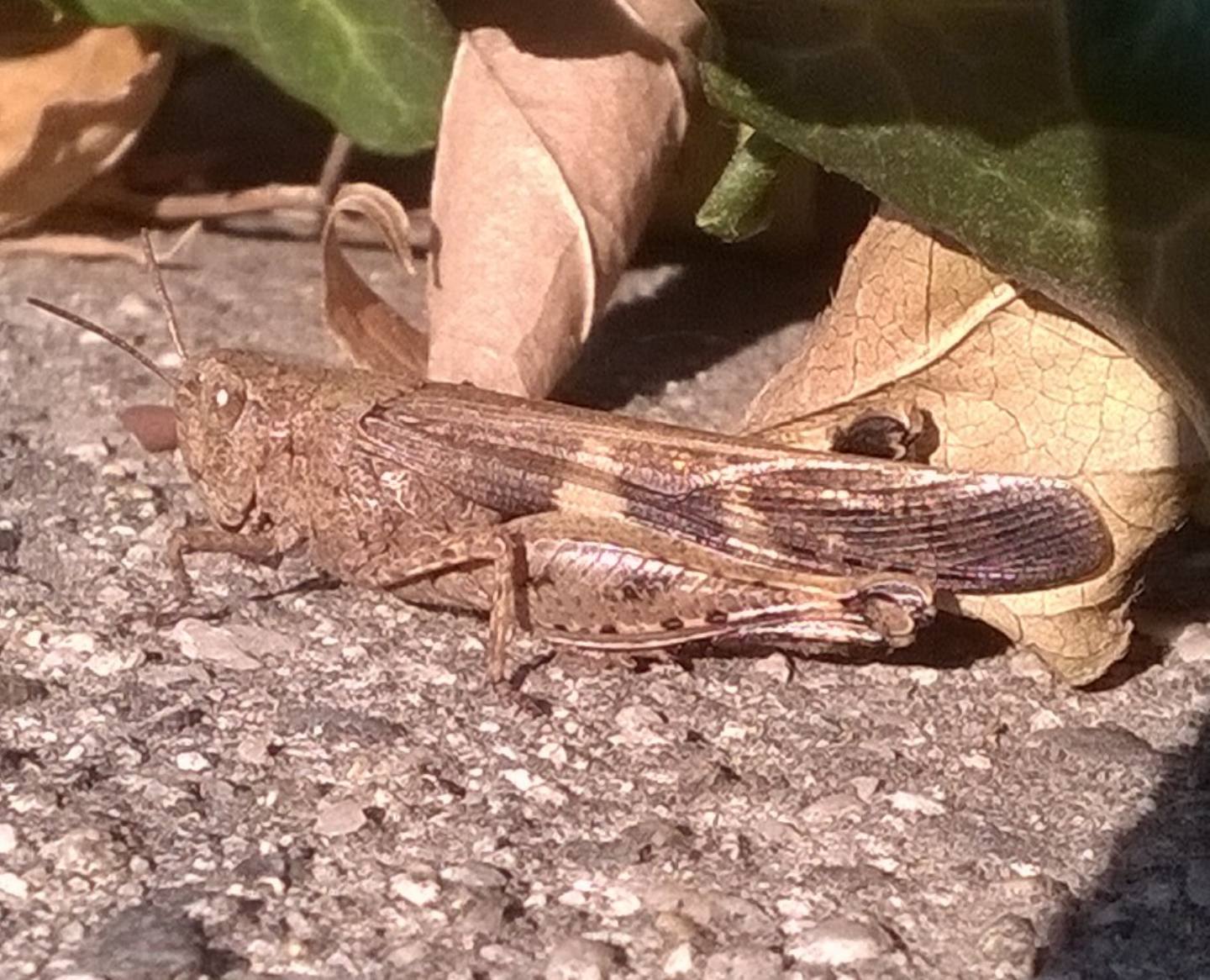 Cavalletta decembrina e urbana:  Aiolopus strepens