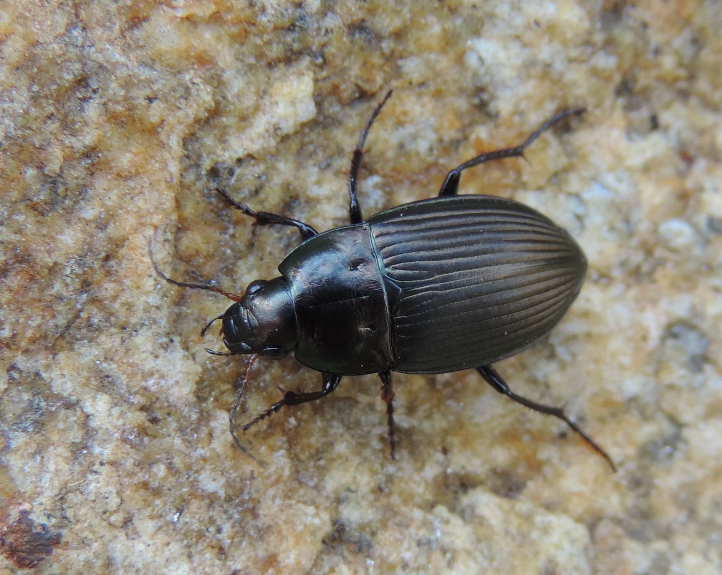 Amara ovata? no, A. eurynota (cf.)