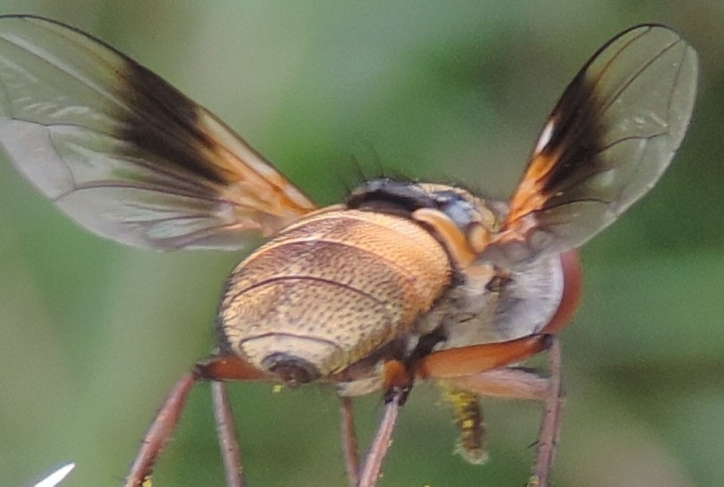 Ectophasia crassipennis?