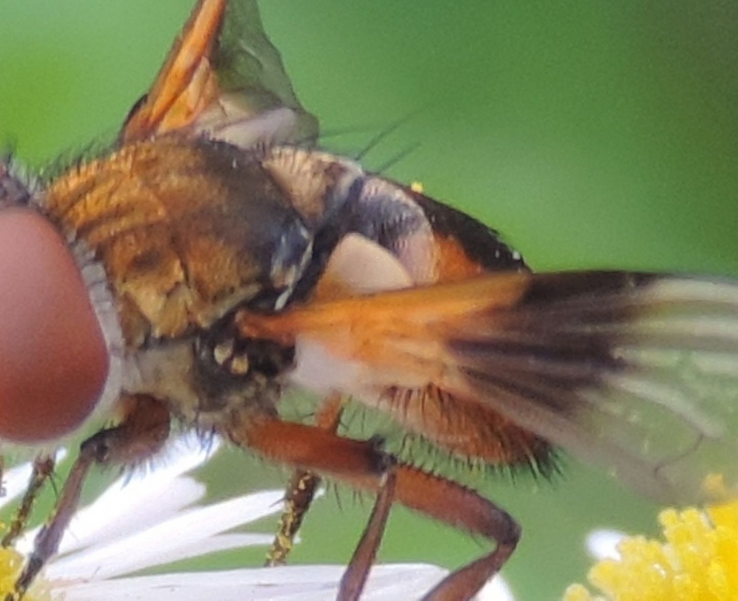Ectophasia crassipennis?