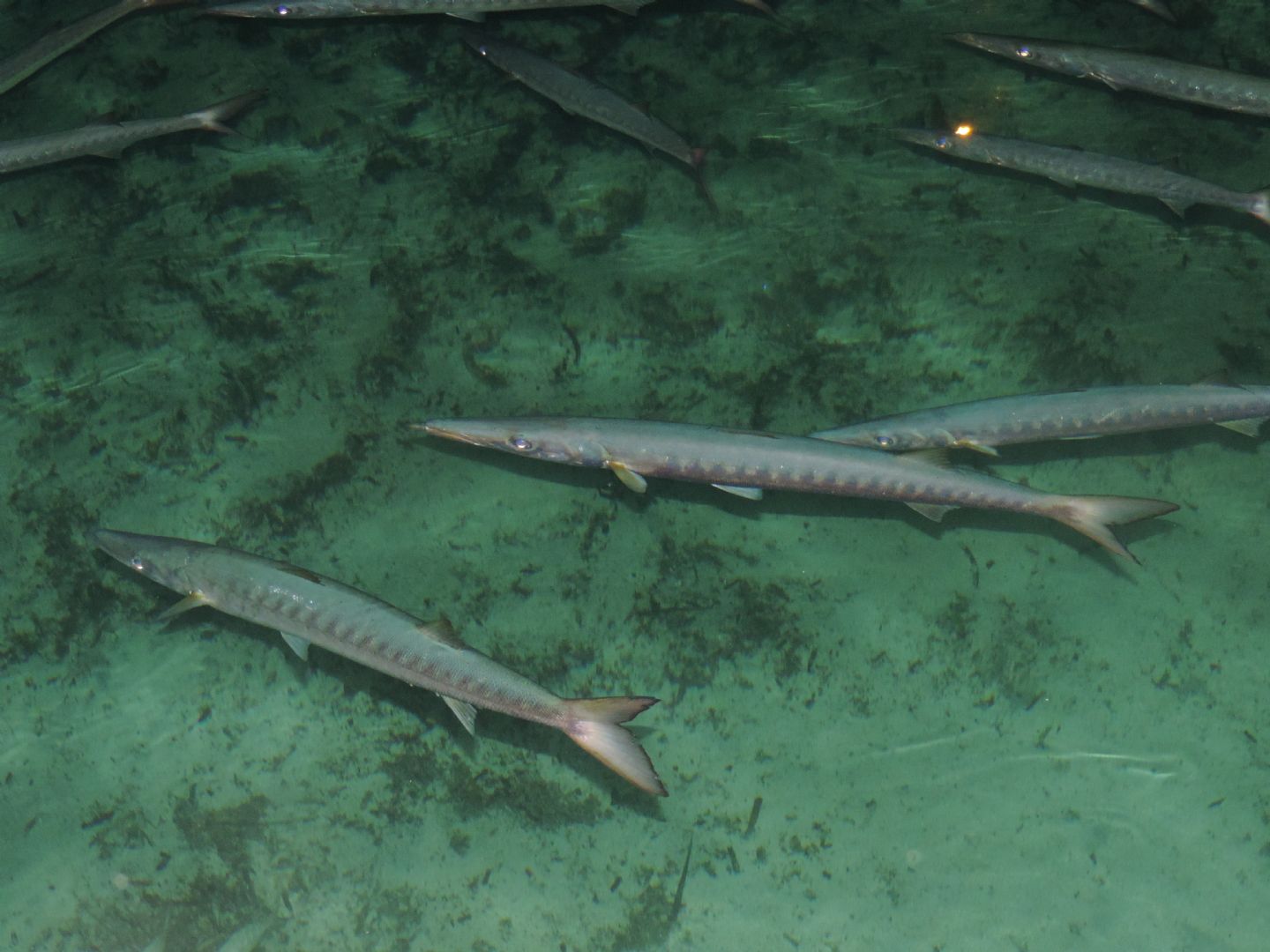 Barracuda (Sphyraena viridensis) in porticciolo
