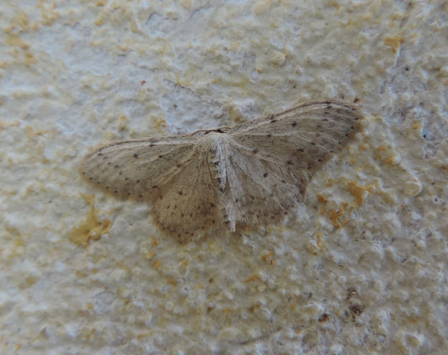 Geometride di Pianosa da identificare - Idaea seriata
