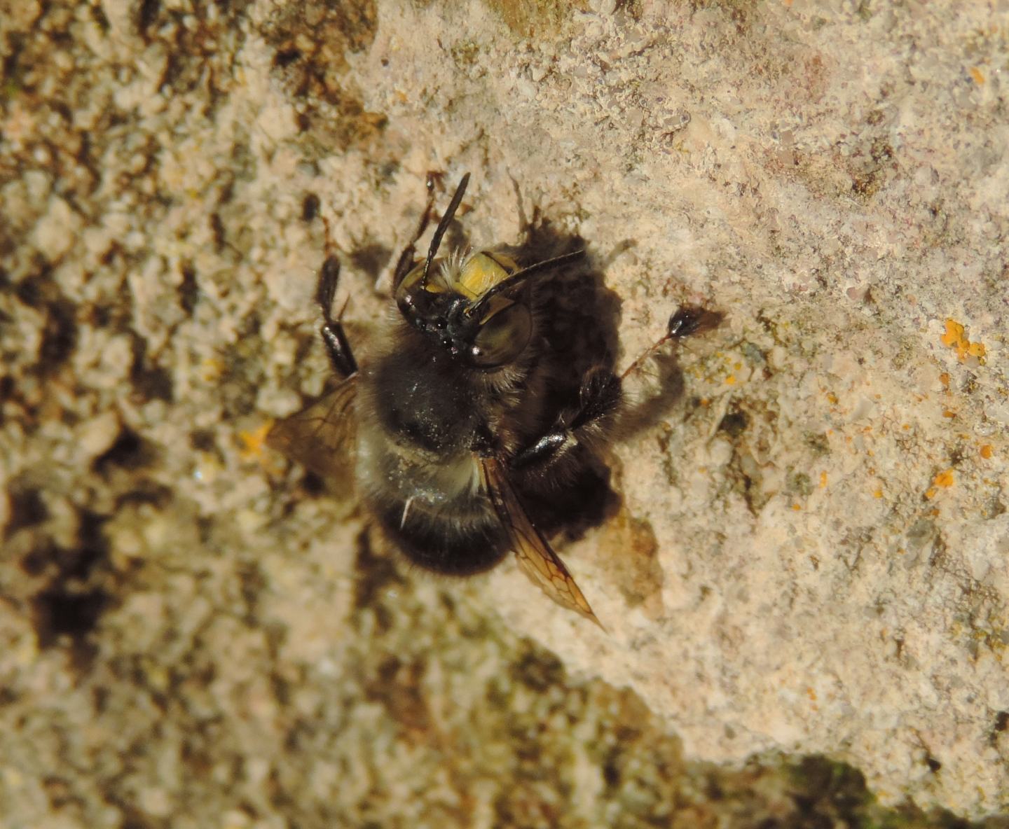 Anthophora plumipes di Pianosa, Apidae Anthophorinae