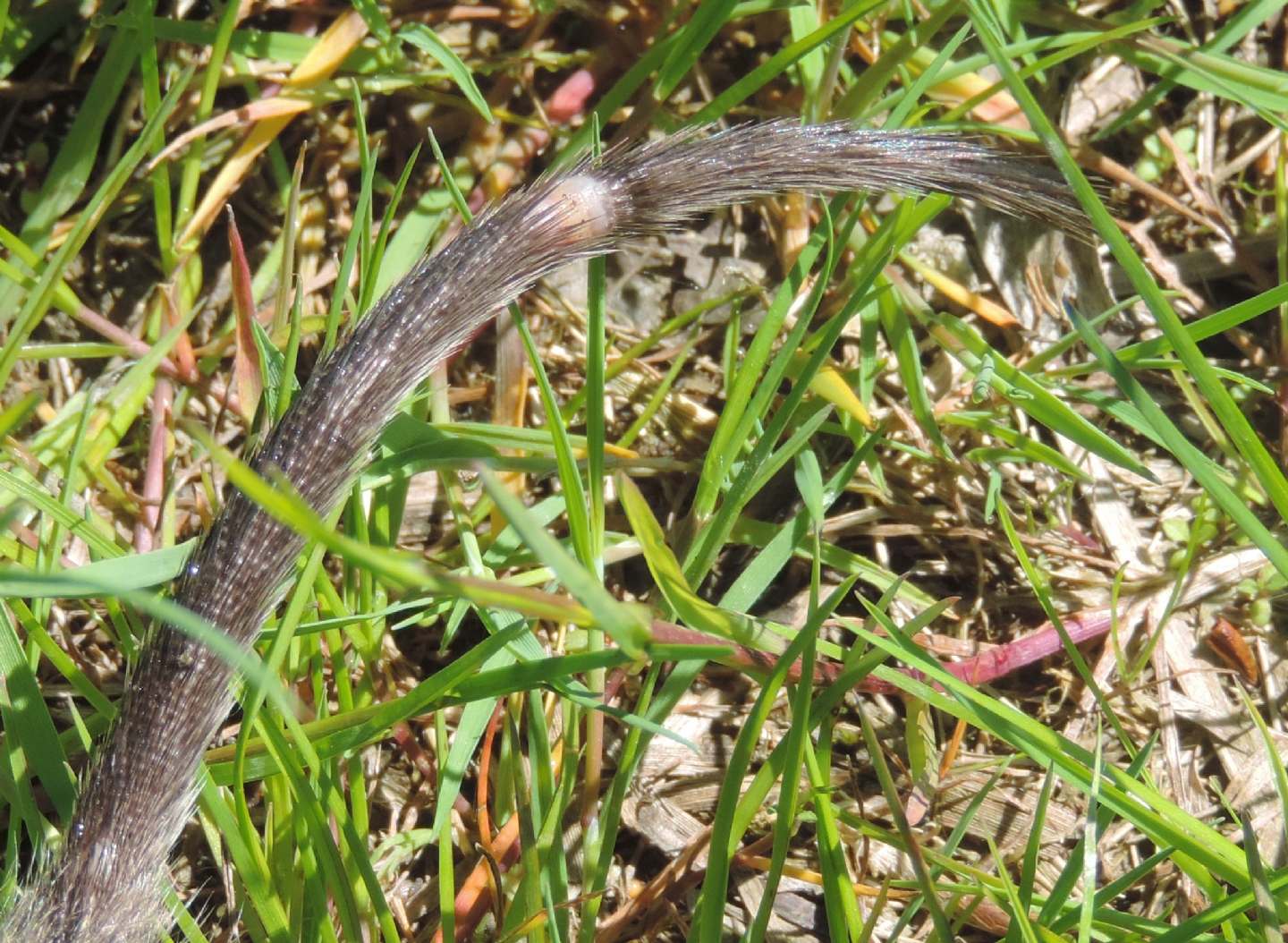 Arvicola amphibius?  S !, ma ora Arvicola italicus