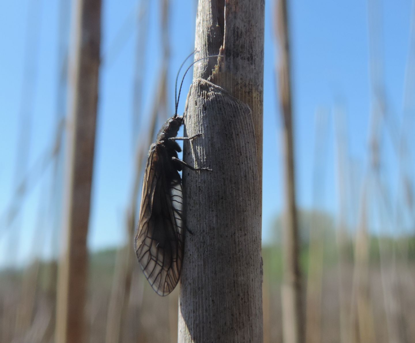 Tricotteri? No. Sialidae: Probabile Sialis lutaria