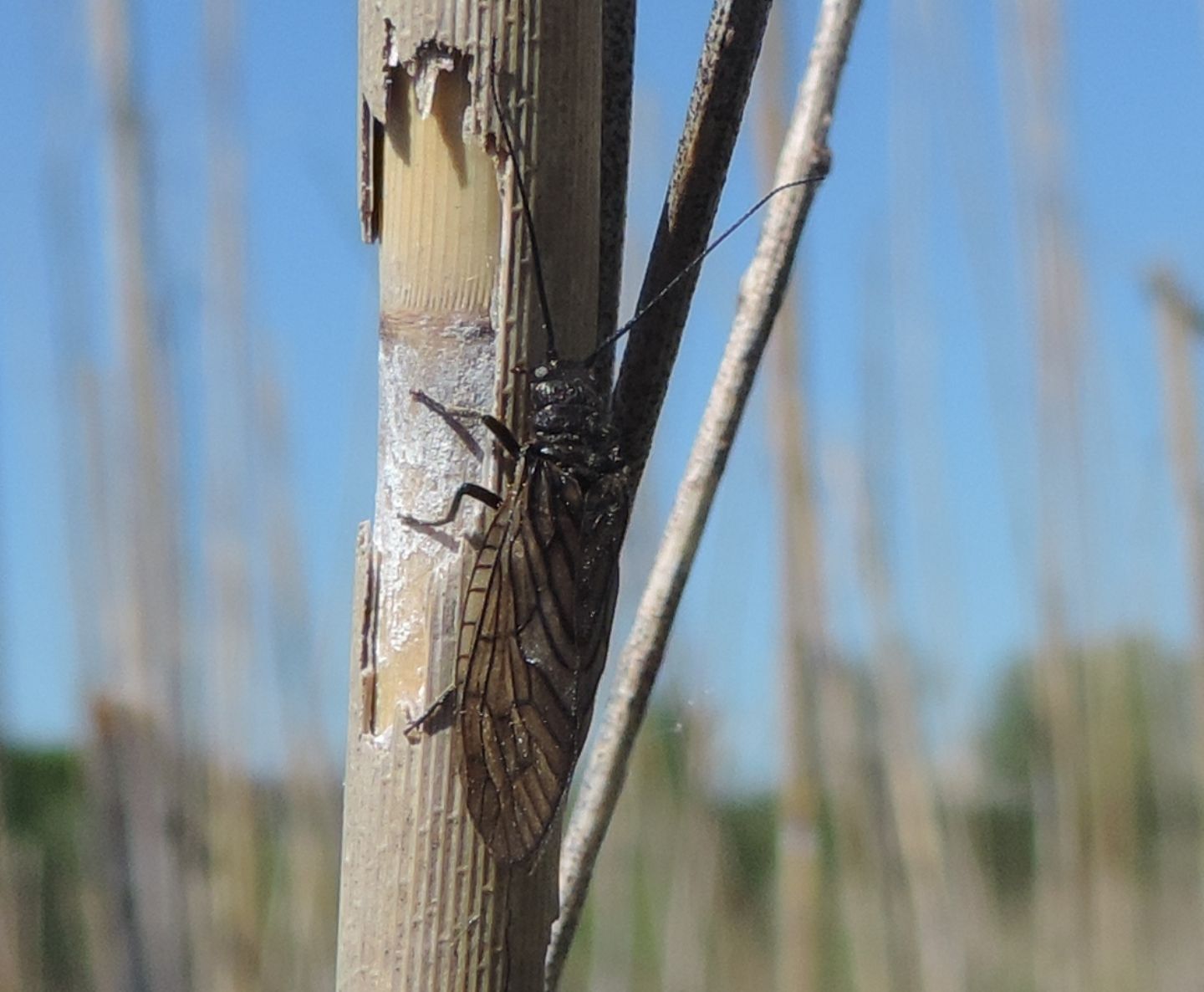 Tricotteri? No. Sialidae: Probabile Sialis lutaria