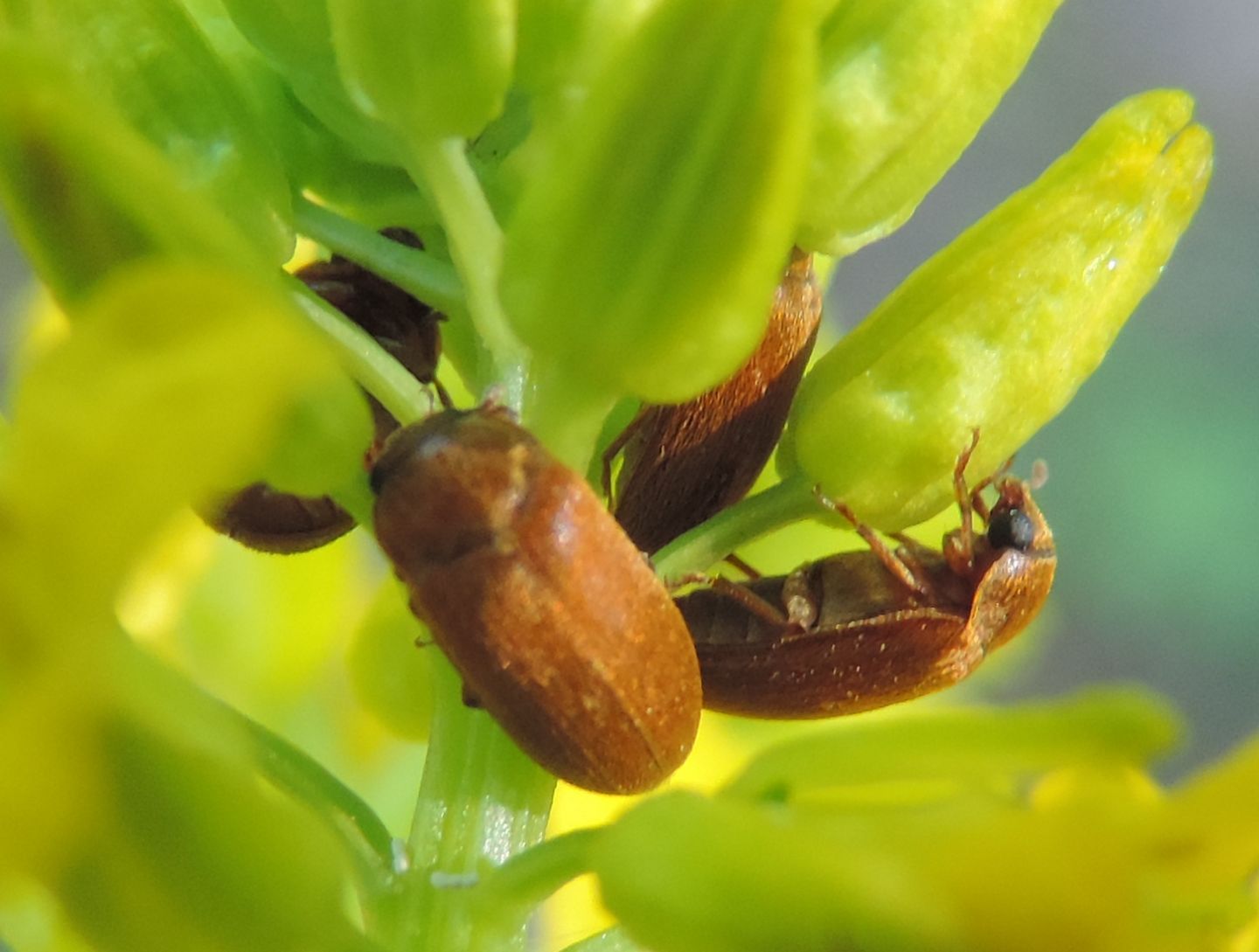 Byturus ochraceus (Byturidae)